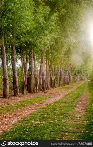A row of trees was planted to protect farmer&rsquo;s firled from wind erosion