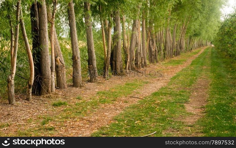 A row of trees was planted to protect farmer&rsquo;s firled from wind erosion