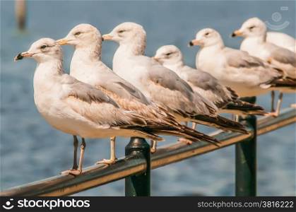 A row of white seagulls sitting on a ledge while looking at the ocean.