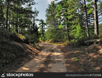 A rural road through a forest