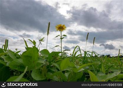 A rural vegetable garden with green bean plants and a blooming sunflower against a cloudy sky.. Lone yellow sunflower in a field against a cloudy sky background. Natural background