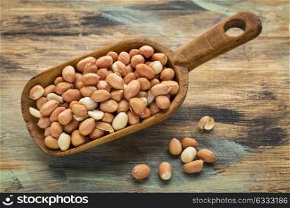 a rustic wooden scoop of Spanish peanuts on a grunge painted wood background