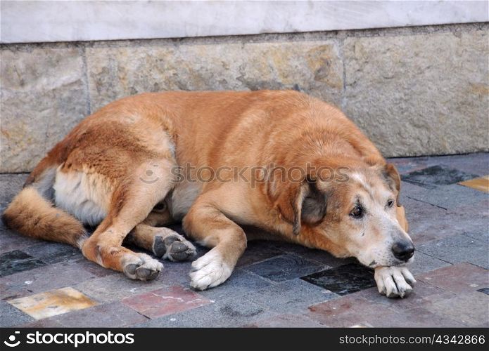 A sad stray dog is lying in the street in the capital of Greece Athens.