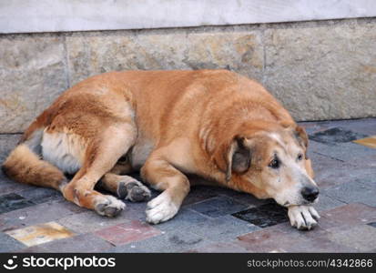 A sad stray dog is lying in the street in the capital of Greece Athens.