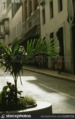 A sapling plantation on a road, San Juan, Puerto Rico