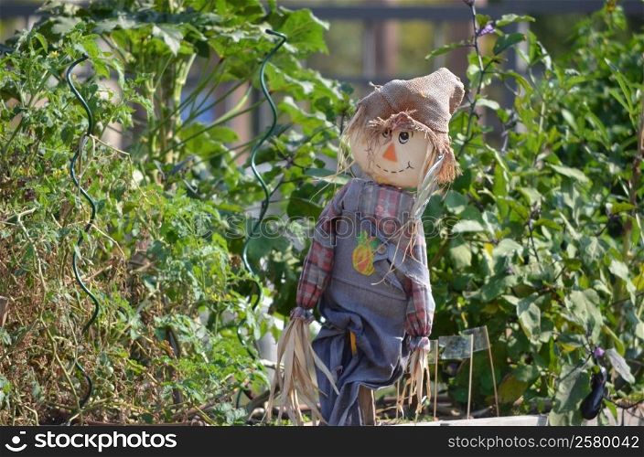 A scarecrow in a summer garden