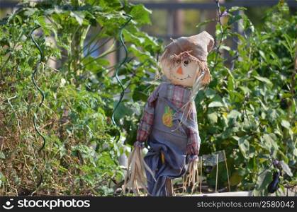 A scarecrow in a summer garden