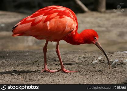 A scarlet ibis, (Eudocimus ruber) on the foraging . Ein Scharlachsichler, (Eudocimus ruber) bei der Futtersuche