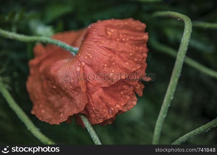 a scarlet poppy bowed his head under raindrops
