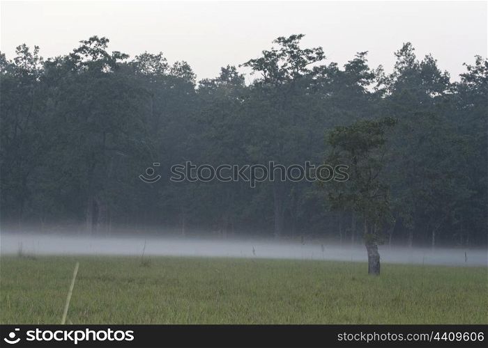 A scenic view of Bardiya National Park