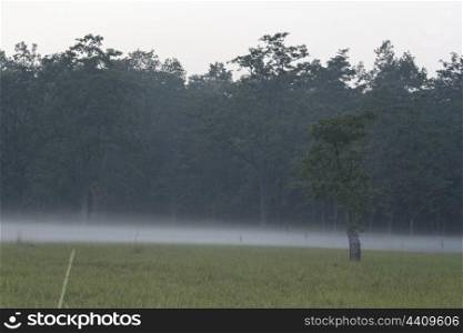 A scenic view of Bardiya National Park
