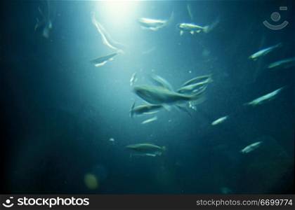 A School Of Small Fish Swimming In A Sunlit Pool