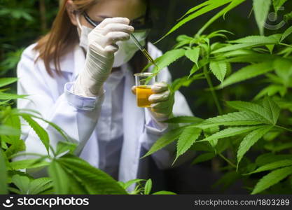 A scientist is checking and analyzing a cannabis experiment , holding beaker of cbd oil in a laboratory