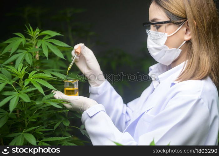 A scientist is checking and analyzing a cannabis experiment , holding beaker of cbd oil in a laboratory