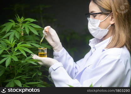 A scientist is checking and analyzing a cannabis experiment , holding beaker of cbd oil in a laboratory