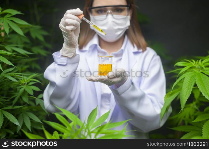 A scientist is checking and analyzing a cannabis experiment , holding beaker of cbd oil in a laboratory