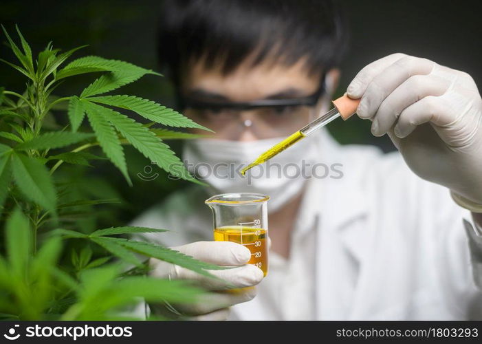 A scientist is checking and analyzing a cannabis experiment , holding beaker of cbd oil in a laboratory