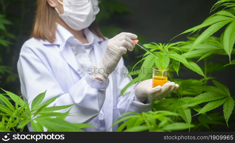 A scientist is checking and analyzing a cannabis experiment , holding beaker of cbd oil in a laboratory