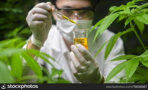 A scientist is checking and analyzing a cannabis experiment , holding beaker of cbd oil in a laboratory