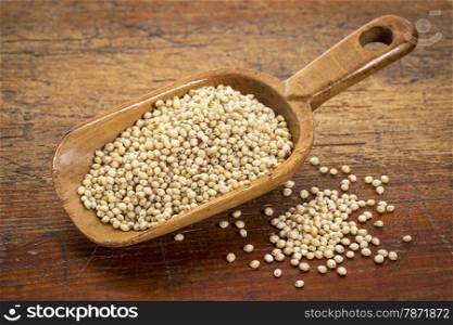 a scoop of gluten free white sorghum grain against grunge wood