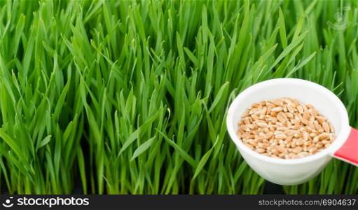 A scoop of wheat berries are needed to grow wheatgrass