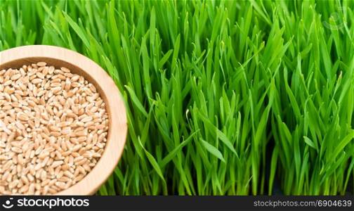 A scoop of wheat berries left are needed to grow wheatgrass right