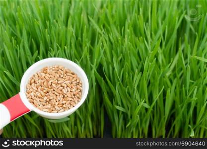 A scoop of wheat berries left are needed to grow wheatgrass right