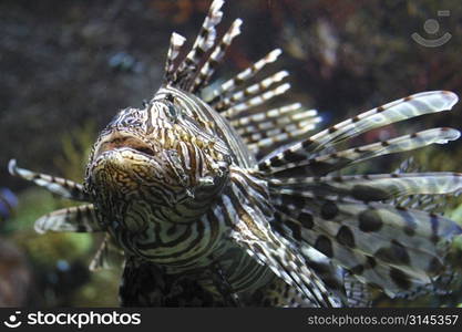 A scorpian fish in a tropical fishtank.