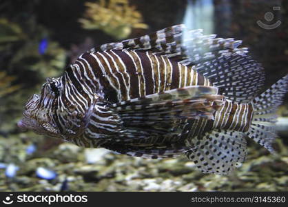 A scorpian fish in a tropical fishtank.