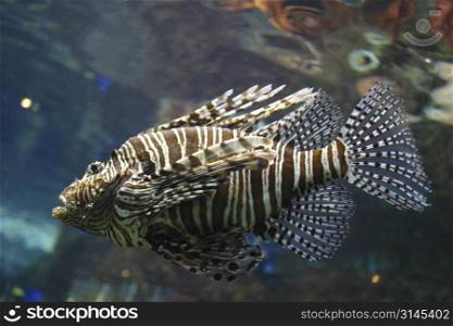 A scorpian fish in a tropical fishtank.