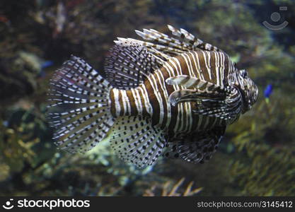 A scorpian fish in a tropical fishtank.