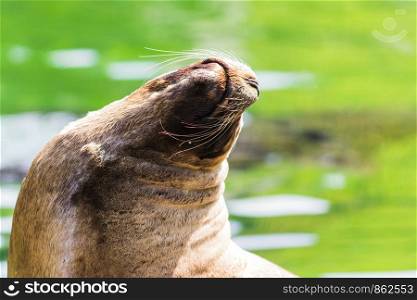 A sea lion lying in the sun on the seashore