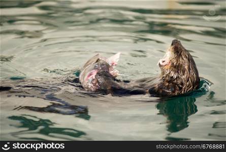 A Sea Otter eats breakfast in a boat slip in the marina