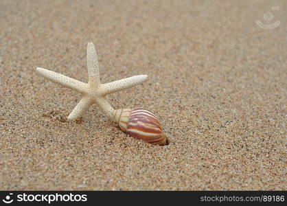 A sea star and shell on a beach with the ocean in the background