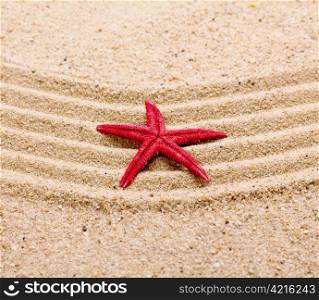 a sea star on the sand of beach