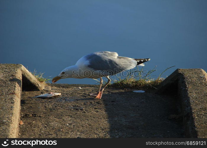 A Seagull eating his breakfast, a fresh fish