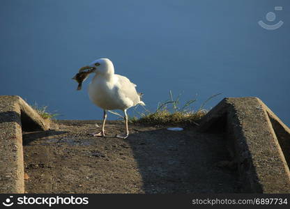 A Seagull eating his breakfast, a fresh fish