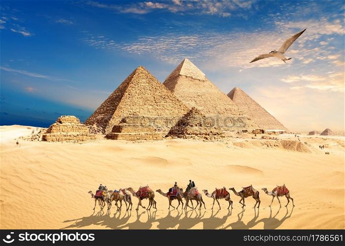 A seagull flies by the camel caravan with bedouins near the Pyramids of Egypt in the desert of Giza.