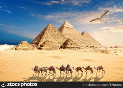 A seagull flies by the camel caravan with bedouins near the Pyramids of Egypt in the desert of Giza.
