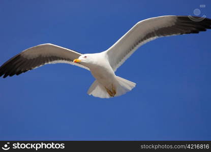 a seagull flying in front of a blue sky