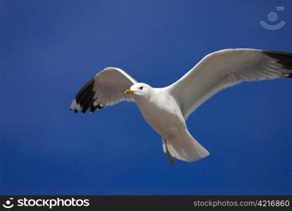 a seagull flying in front of a blue sky