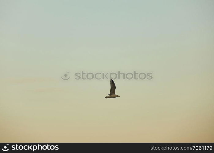 a seagull flying in the sky at sunset. the seagull is flying in the sky