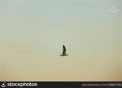 a seagull flying in the sky at sunset. the seagull is flying in the sky