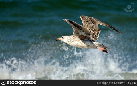 A seagull in flight in front of the splashing spray from the North Sea.