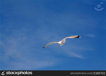 A seagull in full flight