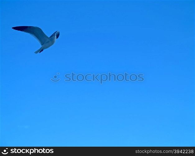 A seagull is flying through the sky