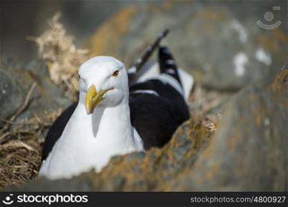 A seagull lies on her eggs in a rocky cravise by the coast.