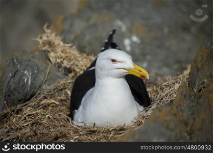 A seagull lies on her eggs in a rocky cravise by the coast.
