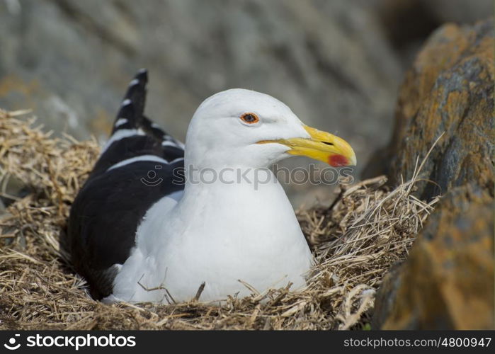 A seagull lies on her eggs in a rocky cravise by the coast.