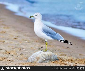 a seagull on the stone by the lake